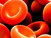 Artículo investigación Proteína remolacha podría sustituir sangre humana
