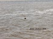 Focas playa
