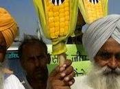 creaciones Monsanto causan 291.000 suicidios India