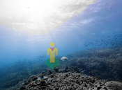 Google Maps: Bucea arrecife coral