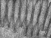 Glucocalix