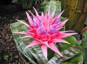 Aechmea