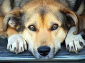 Lenguaje corporal: ojos perro