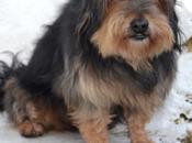 compartimos mascotas