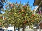 Callistemon