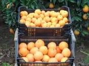 Naranjas naranjo