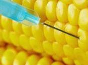 Sospechosa manipulación datos estudio maíz transgénico Monsanto