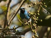 Tersina (Swallow tanager) viridis