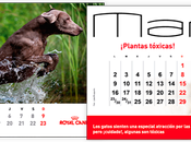 Consigue calendario Royal Canin 2015 (hasta Diciembre existencias)