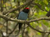 Bailarín azul (Swallow-tailed Manakin) Chiroxiphia caudata