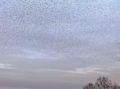 depredadores, presas efecto confusión