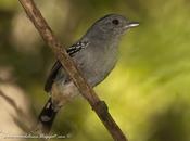 Choca Común (Variable Antshrike) Thamnophilus caerulescens