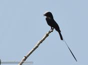 Yetapá negro (Long-tailed Tyrant) Colonia colonus