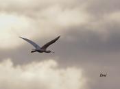 Buscando "dehesa" cántabra