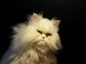 Androidografia Barakaldo CDLXVI. Hyoga XVII