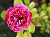 Renaciente rosa coqueta