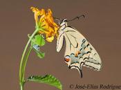 Tres mariposas