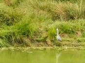 Garza real europea embalse Vallvidrera