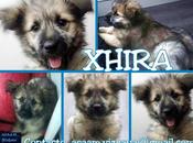 Perros pequeños, perros grandes peluche