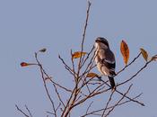 Alcaudón real Villa