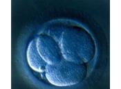 ¿Cuántos días vida tienen embriones transferimos?