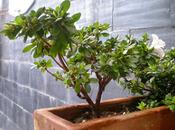 Azalea
