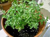 historia puta planta