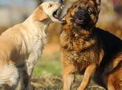 Factores convierten juego agresión parques perros