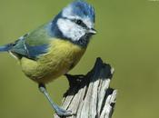 Herrerillo común (Parus caeruleus)