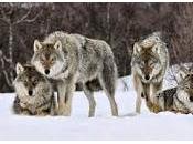 lobos animal común estepa Anatolia.