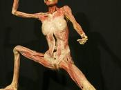 Exposición cuerpo humano