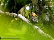 Carpintero copete amarillo (Blond-crested woodpecker) Celeus flavescens