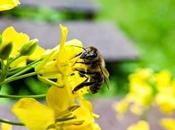 abejas seguridad alimentaria mundial peligro