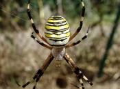 Argiope