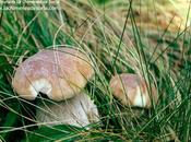 Entre boletus níscalos