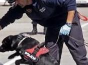 Registro policial perros, interior coche