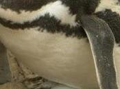 Argentina: punta tombo, pingüinera grande mundo