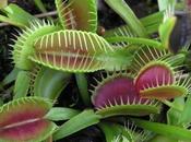 Clasificacion plantas