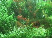 Plantas acuario