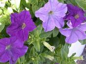 Petunias