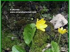 Ranunculus bullatus