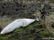 muerte ballena