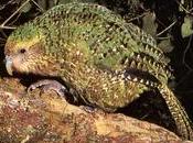 curioso Loro Kakapo