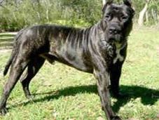 Perros: Presa Canarios