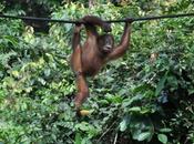 Aqui están Orangutanes