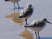 Correlimos tridactilo-calidris alba-sanderling