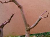 Diorama Acers Campestres arboles