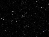 Delfín entre estrellas