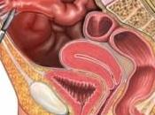 adherencias abdominales pueden causar obstrucción intestinal