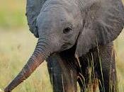 Solo elefante